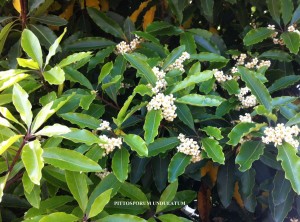 Pittosporum undulatum - blossom